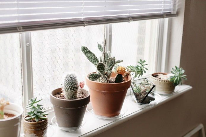 Cactus sur le rebord de la fenêtre