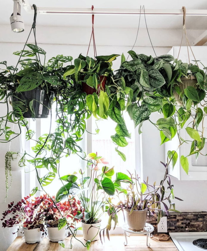 Plantes sur la balustrade