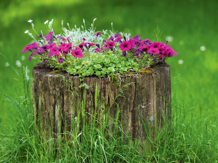 Parterre de fleurs dans la souche