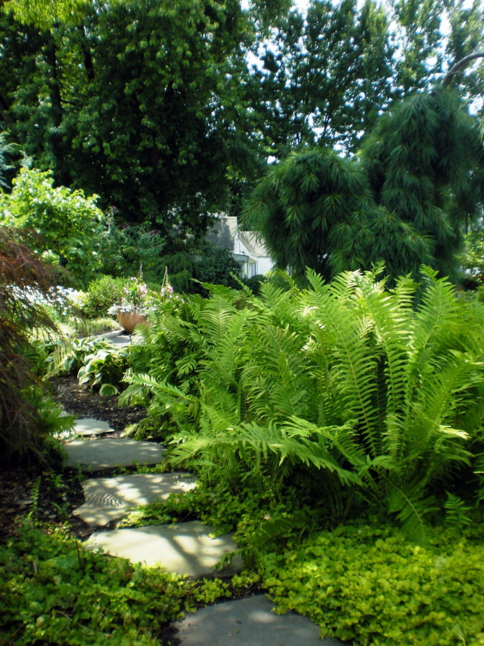 Fougère dans le jardin