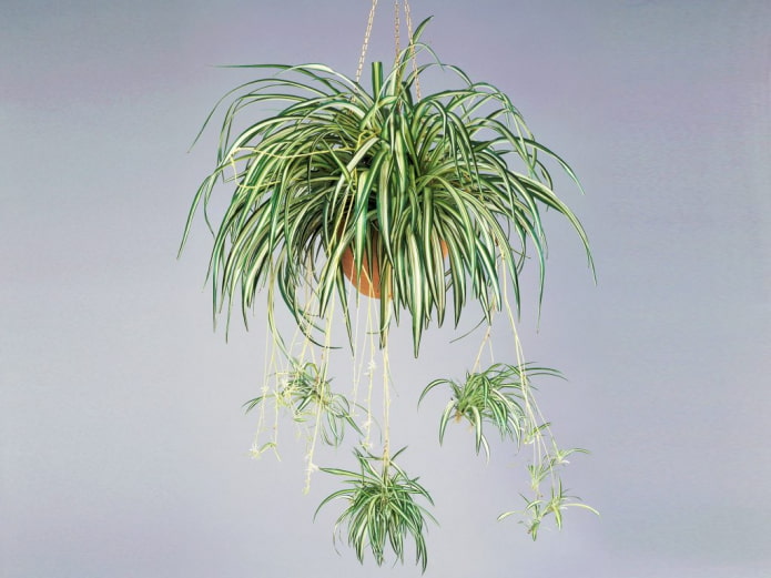 Chlorophytum függő ültetvényben