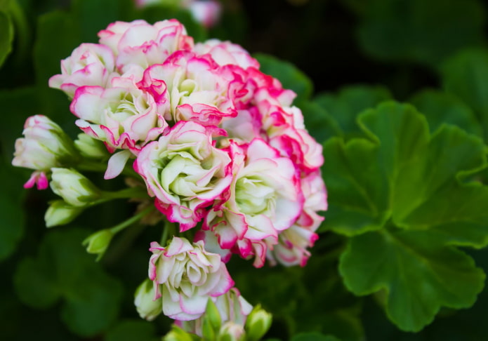 Pélargonium blanc bordé de rose