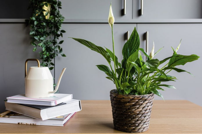 Spathiphyllum dans une jardinière en osier