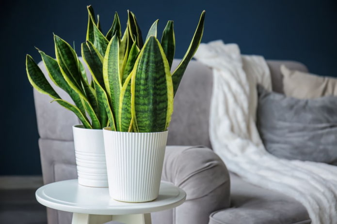 Sansevieria virág