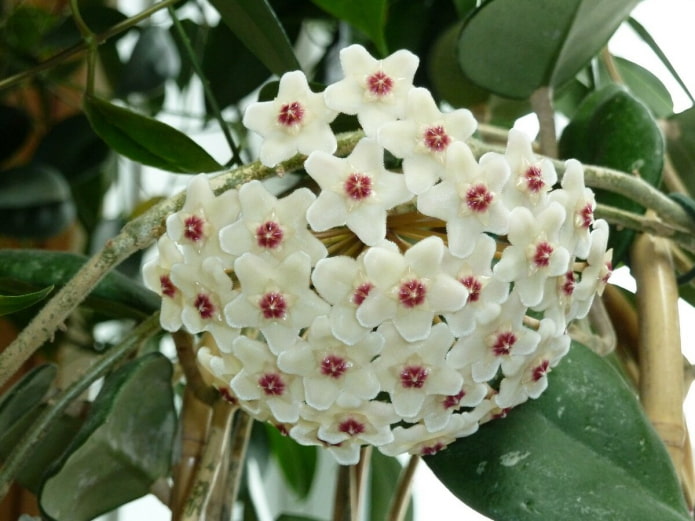 fleur de hoya