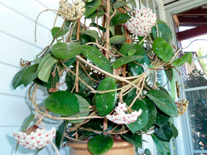 Hoya támaszon