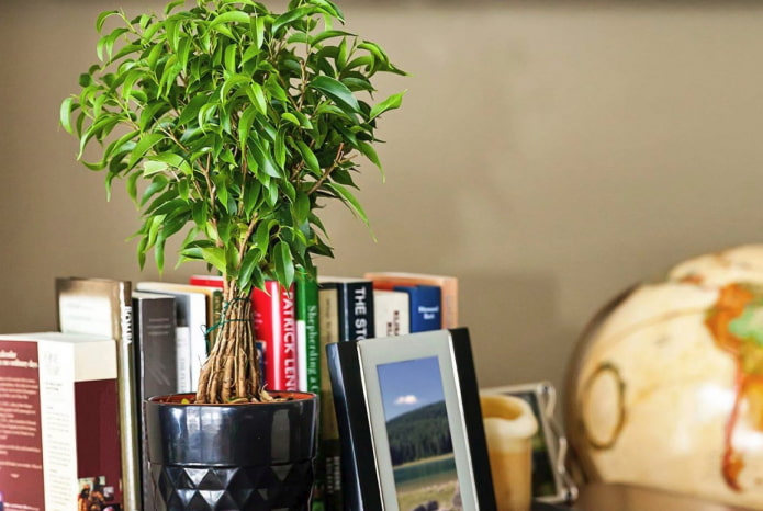 Ficus Benjamin à l'intérieur