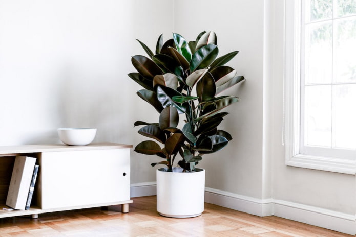 Ficus caoutchouteux dans un pot de fleurs blanc