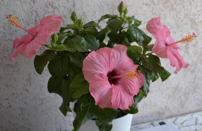 Rosas na hibiscus