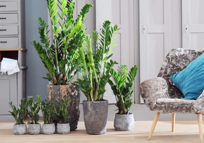 Zamioculcas à l'intérieur