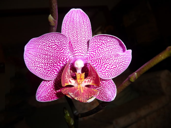 Phalaenopsis virág