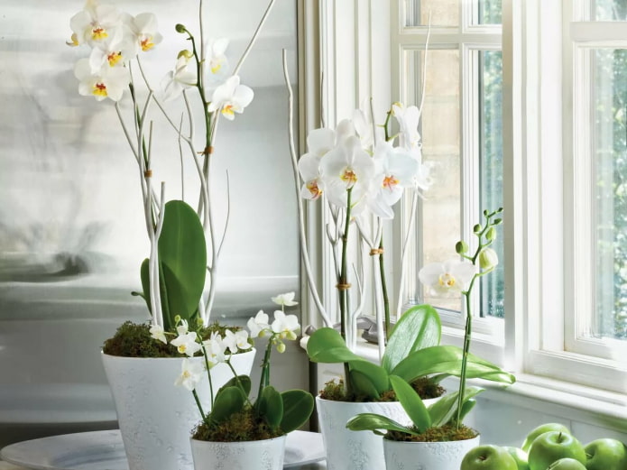 phalaenopsis สีขาวในการตกแต่งภายใน