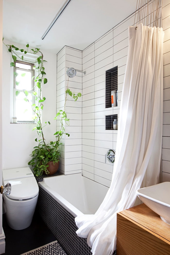 Philodendron dans la salle de bain