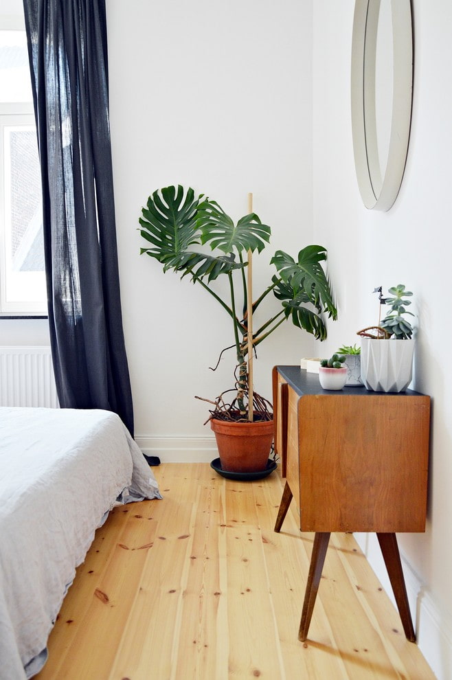 Monstera dans la chambre