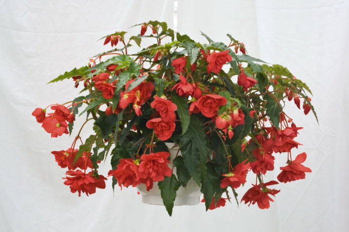 Begonia ampelous