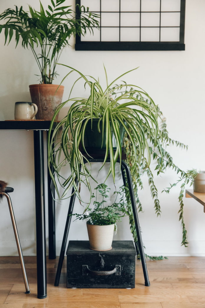 Chlorophytum à l'intérieur