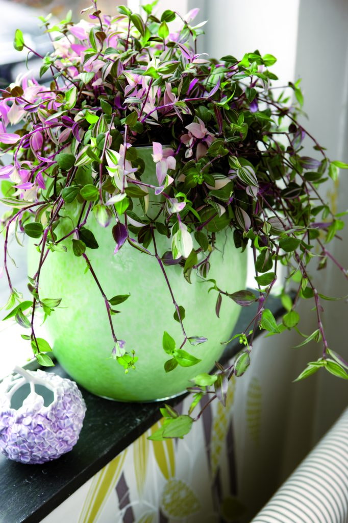 Tradescantia sa windowsill