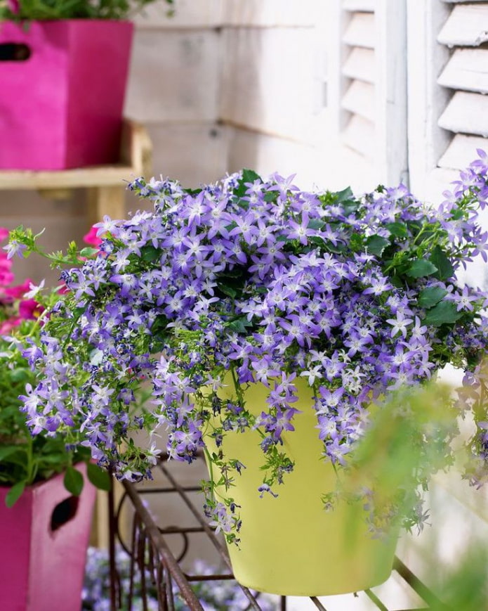 Campanule violette