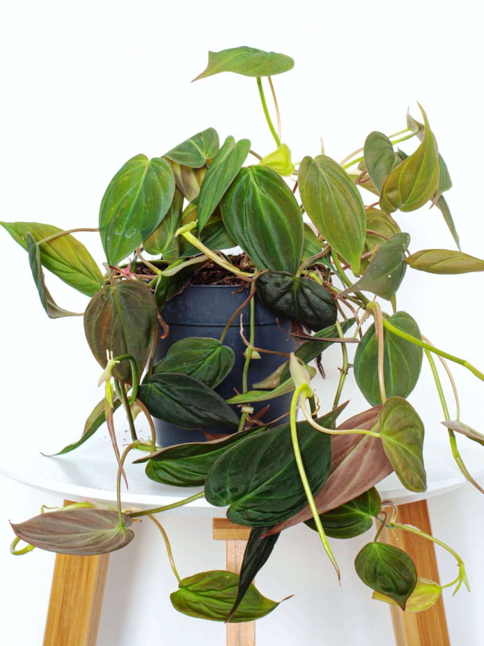 Philodendron