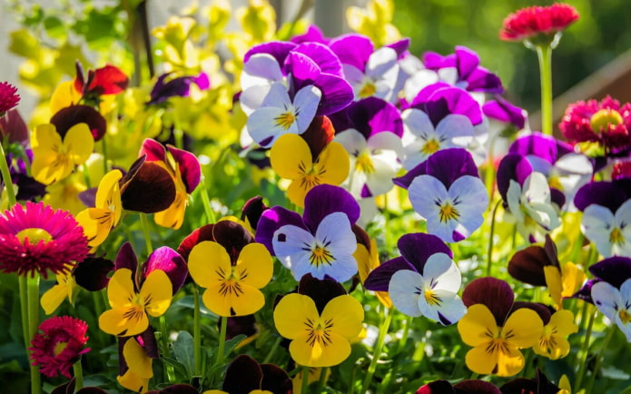 Pansies