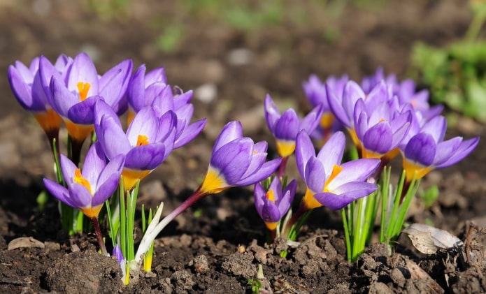 Crocuses สำหรับให้