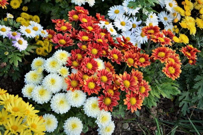 Chrysanthème