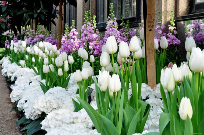 Tulipes blanches