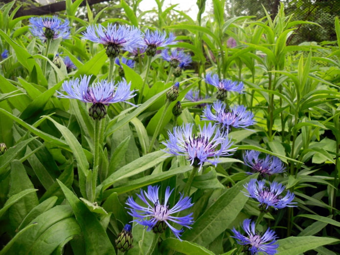 Perennial cornflower