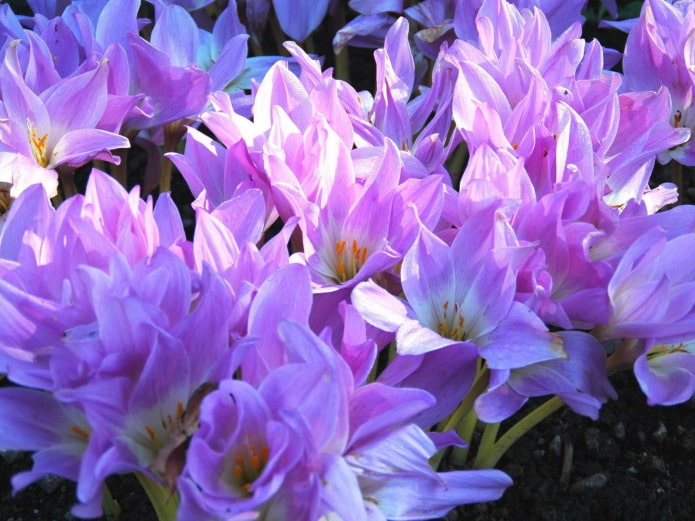 Colchicum