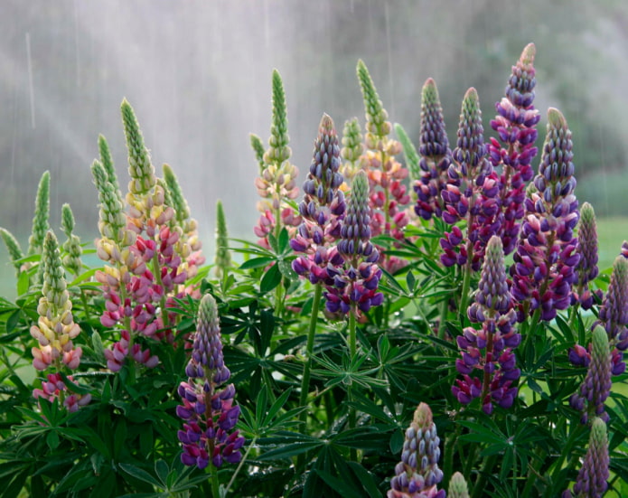 Perennial lupine