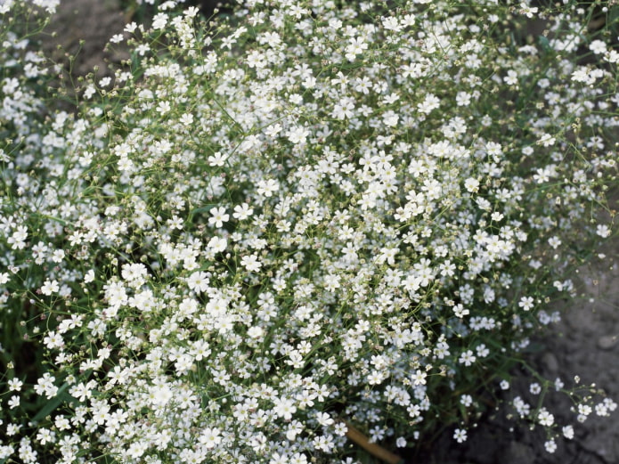 Gypsophile