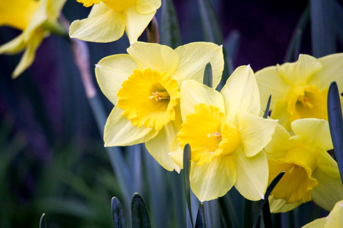 Jonquilles