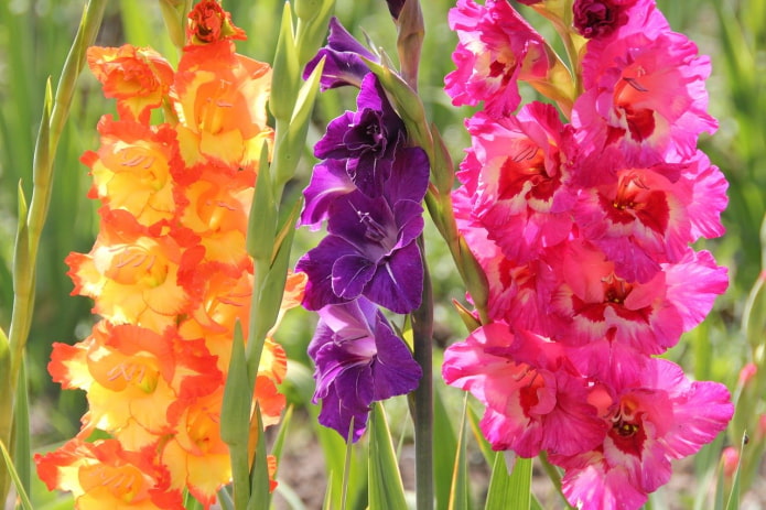  Gladiolus az országban