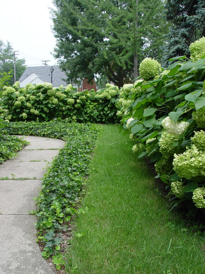 hortensia blanc sur le site