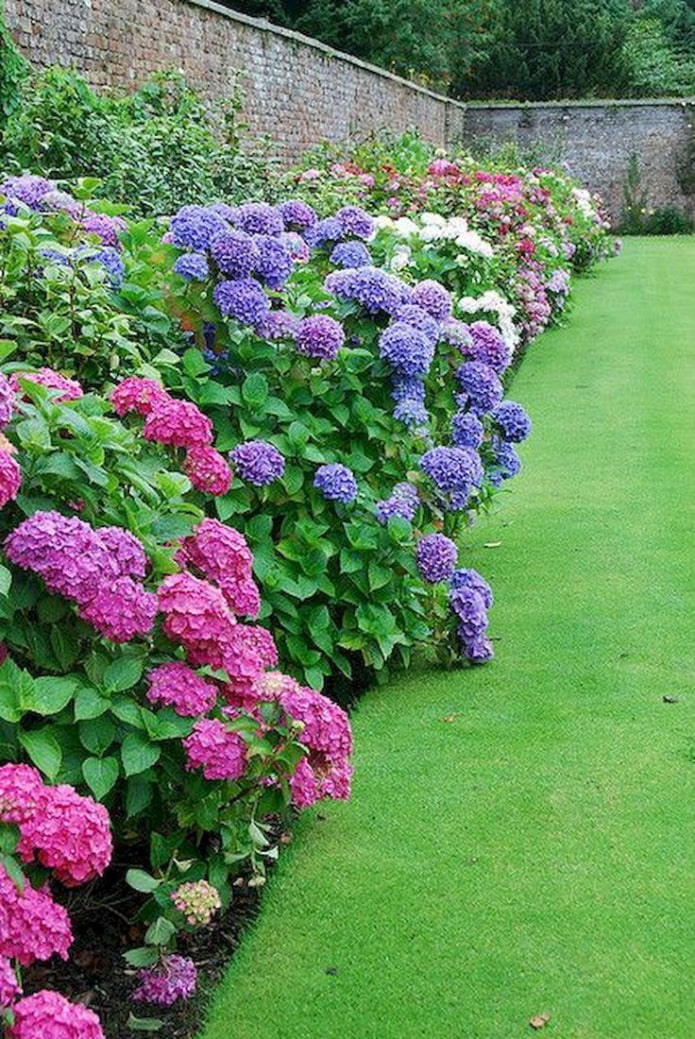 hortensia coloré le long de la clôture