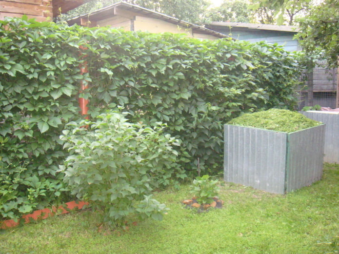 plantes grimpantes dans le jardin