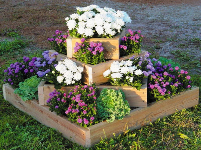 jardin fleuri dans un parterre de fleurs