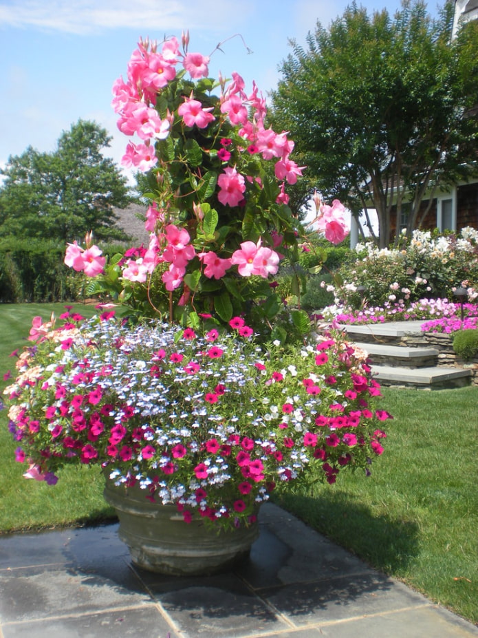 Flowerbed sa anyo ng isang fountain