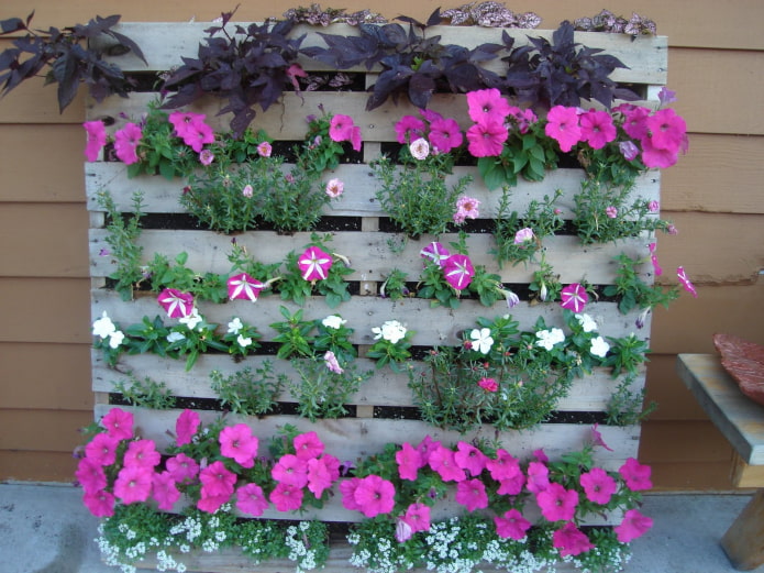 parterre de fleurs en bois vertical pour pétunia