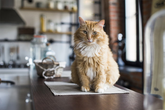 Chat dans l'appartement