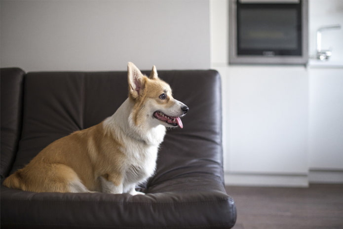 Chien sur un canapé en cuir