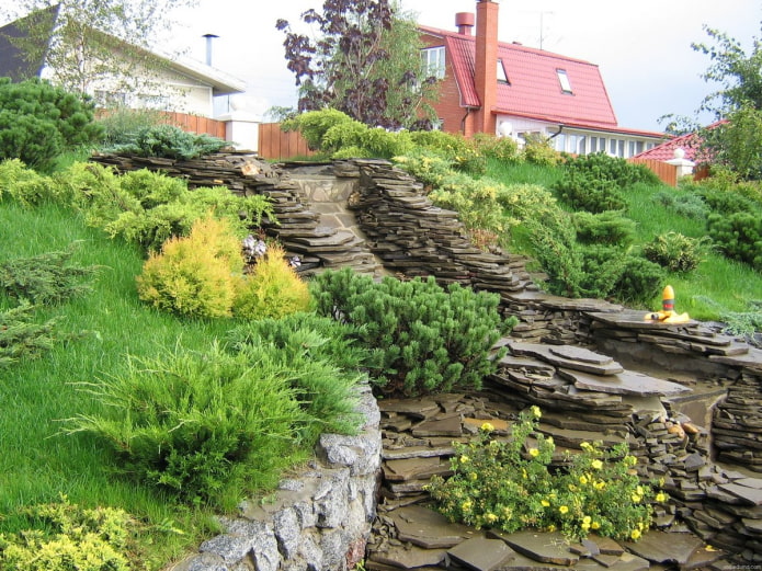 plantes à flanc de colline