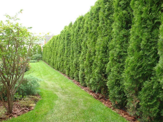 Thuja smaragd hedge