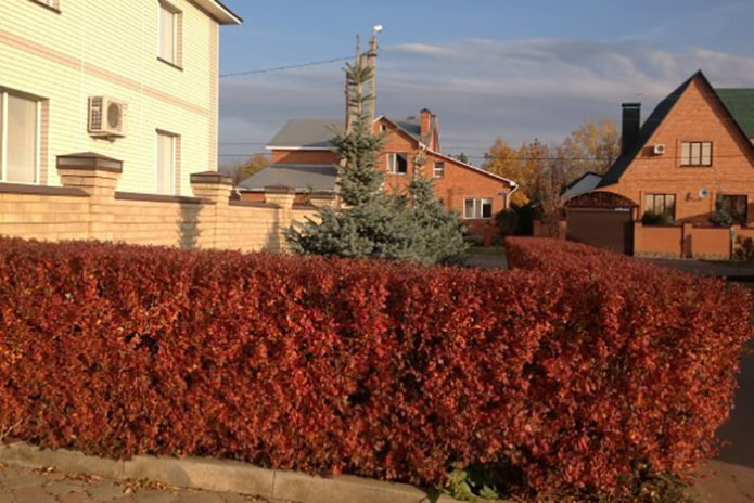 Une haie d'un cotonéaster brillant à l'automne