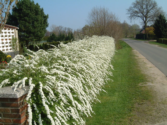 Haie de spirée grise