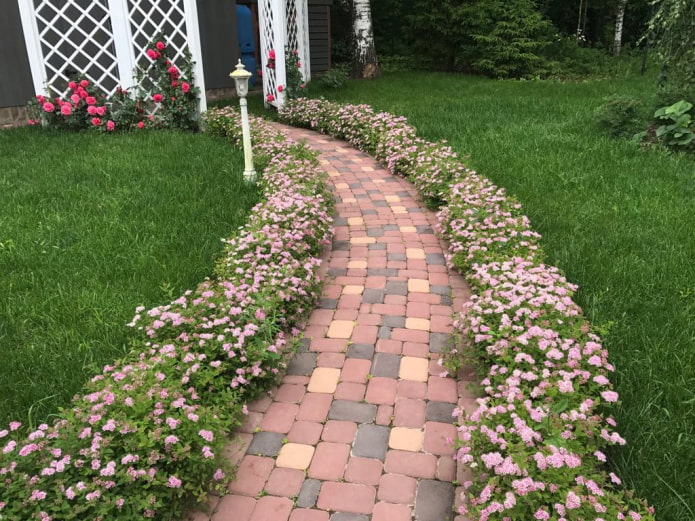 Bordure de spirée rose