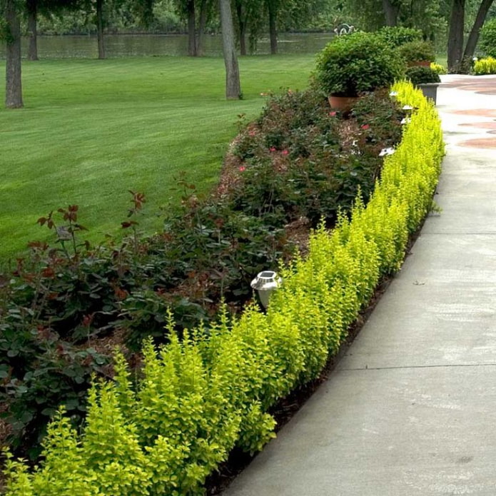 Thunberg green border ng barberry