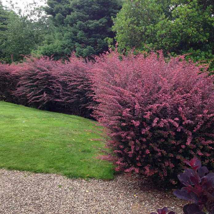 Thunberg barberry hedge