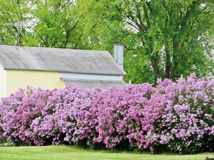 Haie de lilas