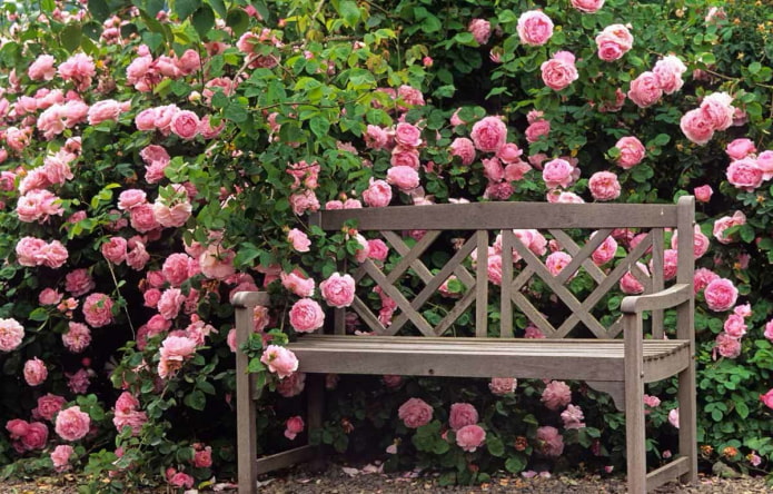 Haie de roses dans le jardin